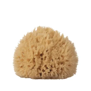 Sea Sponge - Large - 5-6"