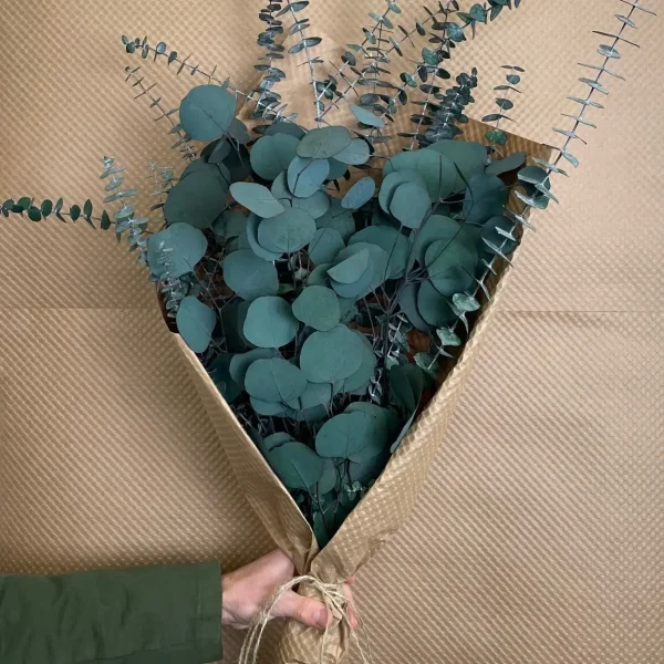 Silver Dollar & Baby Eucalyptus Bundle