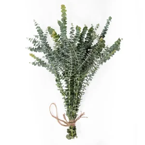 Baby Blue Eucalyptus 12 Stems Bunch For Shower & Décor